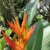 Orange Heliconia Rhizomes – Live Plant Bulbs – 2 Count – Tropical Exotic - Image 1