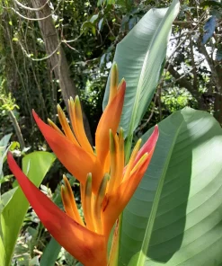 Orange Heliconia Rhizomes – Live Plant Bulbs – 2 Count – Tropical Exotic - Image 1