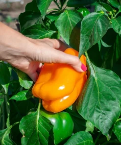 Orange King Bell Pepper Seeds - 100 Sweet Capsicum Annuum Vegetable Seeds - Image 2