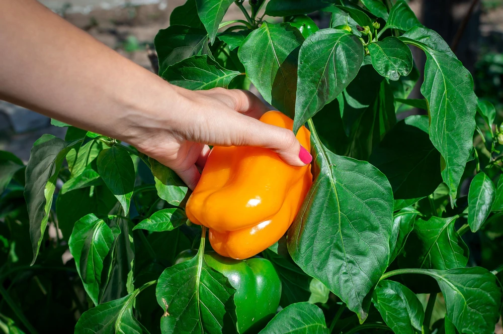 Orange King Bell Pepper Seeds - 100 Sweet Capsicum Annuum Vegetable Seeds - Image 2