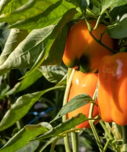 Orange King Bell Pepper Seeds - 100 Sweet Capsicum Annuum Vegetable Seeds - Image 3