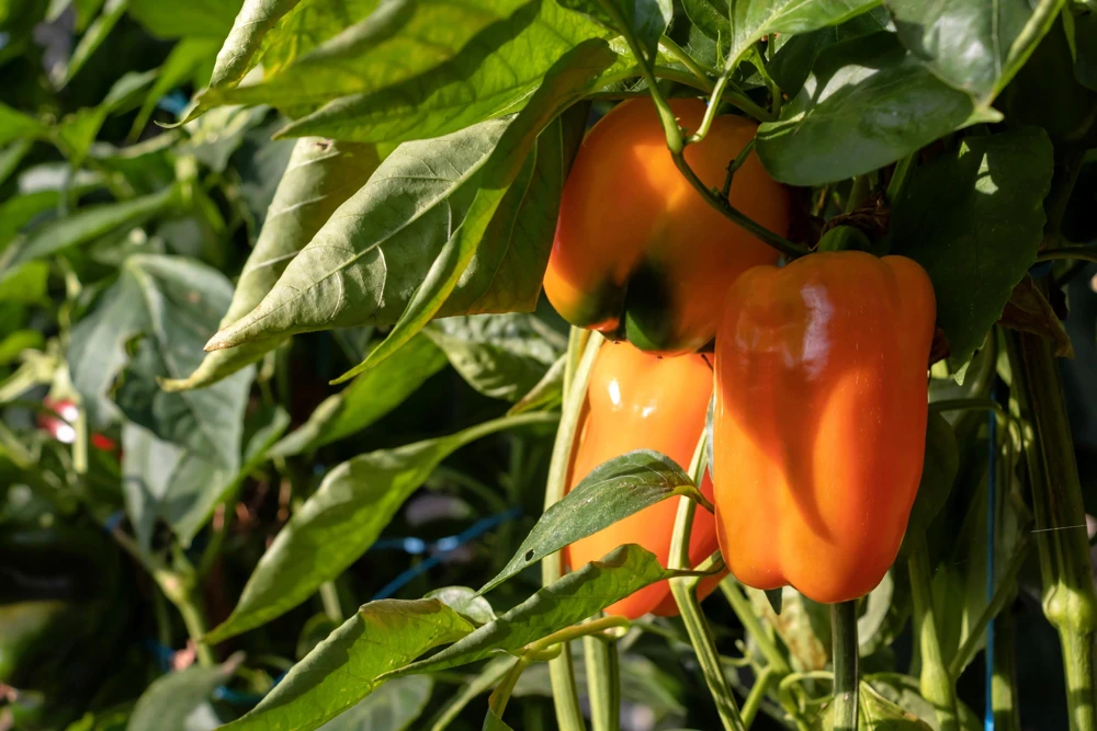Orange King Bell Pepper Seeds - 100 Sweet Capsicum Annuum Vegetable Seeds - Image 3