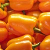 Orange King Bell Pepper Seeds - 100 Sweet Capsicum Annuum Vegetable Seeds - Image 1