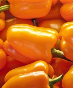 Orange King Bell Pepper Seeds - 100 Sweet Capsicum Annuum Vegetable Seeds - Image 1