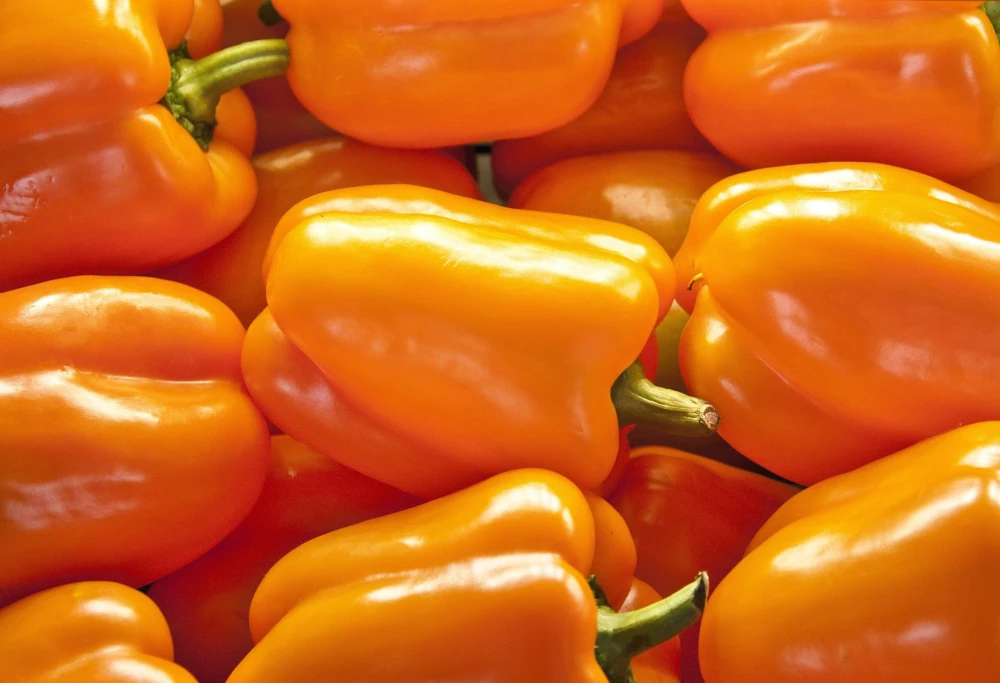 Orange King Bell Pepper Seeds - 100 Sweet Capsicum Annuum Vegetable Seeds - Image 1