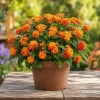 Orange Lantana Live Plant - Fragrant Perennial Flowers, 4-6 Inch Tall - Image 1