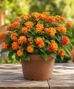 Orange Lantana Live Plant - Fragrant Perennial Flowers, 4-6 Inch Tall - Image 1