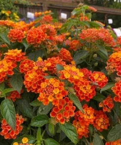 Orange Lantana Live Plant - Fragrant Perennial Flowers, 4-6 Inch Tall - Image 2