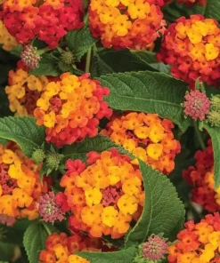 Orange Lantana Live Plant - Fragrant Perennial Flowers, 4-6 Inch Tall - Image 3