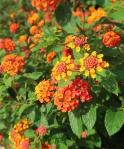 Orange Lantana Live Plant - Fragrant Perennial Flowers, 4-6 Inch Tall - Image 4