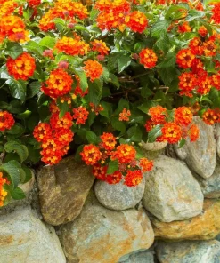 Orange Lantana Live Plant - Fragrant Perennial Flowers, 4-6 Inch Tall - Image 5