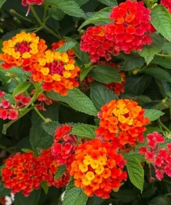 Orange Lantana Live Plant - Fragrant Perennial Flowers, 4-6 Inch Tall - Image 6