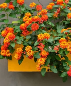 Orange Lantana Live Plant - Fragrant Perennial Flowers, 4-6 Inch Tall - Image 7