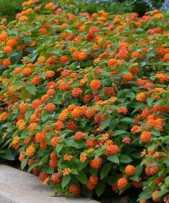 Orange Lantana Live Plant - Fragrant Perennial Flowers, 4-6 Inch Tall - Image 8