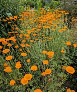 Orange Marguerite Daisy Seeds - 250 St. John's Chamomile Flower Seeds - Image 2