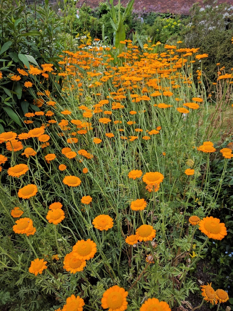 Orange Marguerite Daisy Seeds - 250 St. John's Chamomile Flower Seeds - Image 2