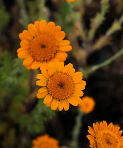 Orange Marguerite Daisy Seeds - 250 St. John's Chamomile Flower Seeds - Image 3