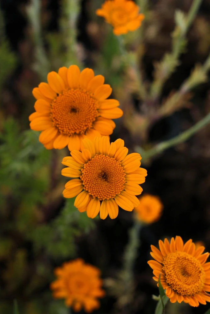 Orange Marguerite Daisy Seeds - 250 St. John's Chamomile Flower Seeds - Image 3