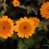 Orange Marguerite Daisy Seeds - 250 St. John's Chamomile Flower Seeds - Image 1