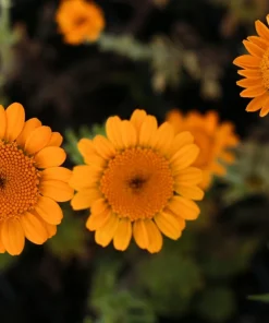 Orange Marguerite Daisy Seeds - 250 St. John's Chamomile Flower Seeds - Image 1