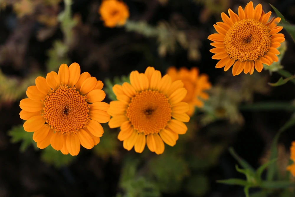 Orange Marguerite Daisy Seeds - 250 St. John's Chamomile Flower Seeds - Image 1
