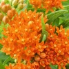 Orange Milkweed Live Plant - 2 Pack, Perennial for Butterflies, 3 ft Tall - Image 1
