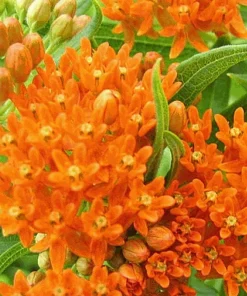 Orange Milkweed Live Plant - 2 Pack, Perennial for Butterflies, 3 ft Tall - Image 1