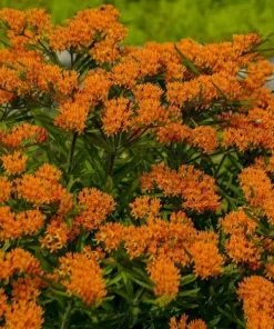 Orange Milkweed Live Plant - 2 Pack, Perennial for Butterflies, 3 ft Tall - Image 2
