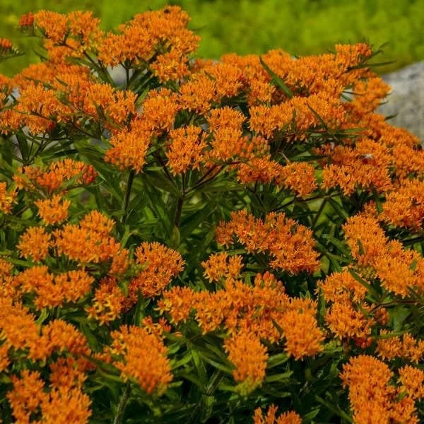 Orange Milkweed Live Plant - 2 Pack, Perennial for Butterflies, 3 ft Tall - Image 2