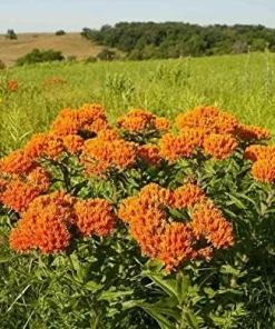 Orange Milkweed Live Plant - 2 Pack, Perennial for Butterflies, 3 ft Tall - Image 3
