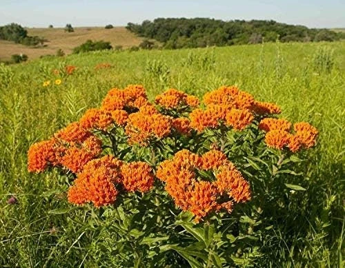 Orange Milkweed Live Plant - 2 Pack, Perennial for Butterflies, 3 ft Tall - Image 3