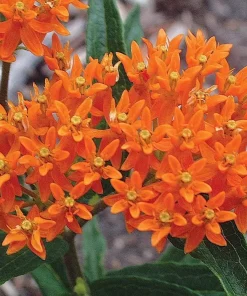 Orange Milkweed Live Plant - 2 Pack, Perennial for Butterflies, 3 ft Tall - Image 4