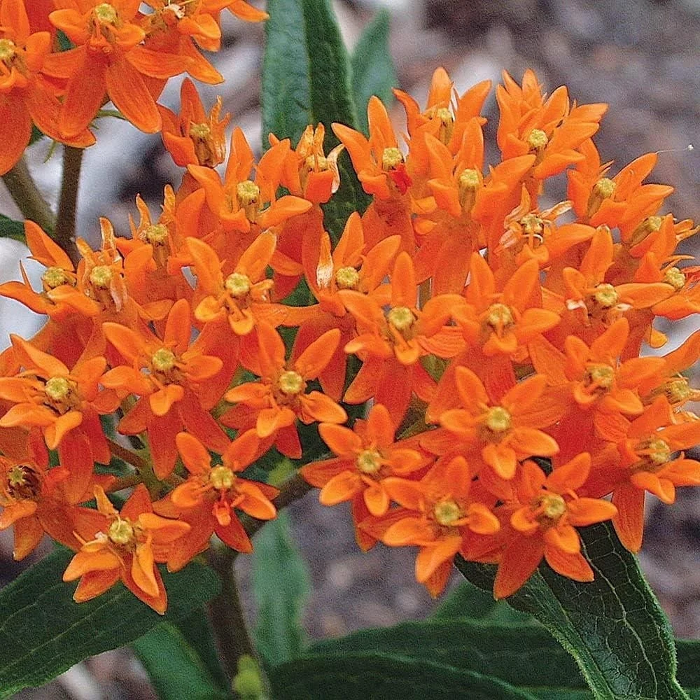 Orange Milkweed Live Plant - 2 Pack, Perennial for Butterflies, 3 ft Tall - Image 4