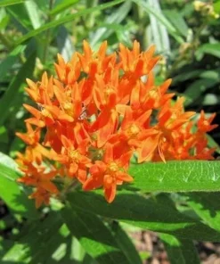 Orange Milkweed Live Plant - 2 Pack, Perennial for Butterflies, 3 ft Tall - Image 5
