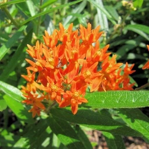 Orange Milkweed Live Plant - 2 Pack, Perennial for Butterflies, 3 ft Tall - Image 5