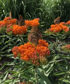 Orange Milkweed Live Plant - 2 Pack, Perennial for Butterflies, 3 ft Tall - Image 6