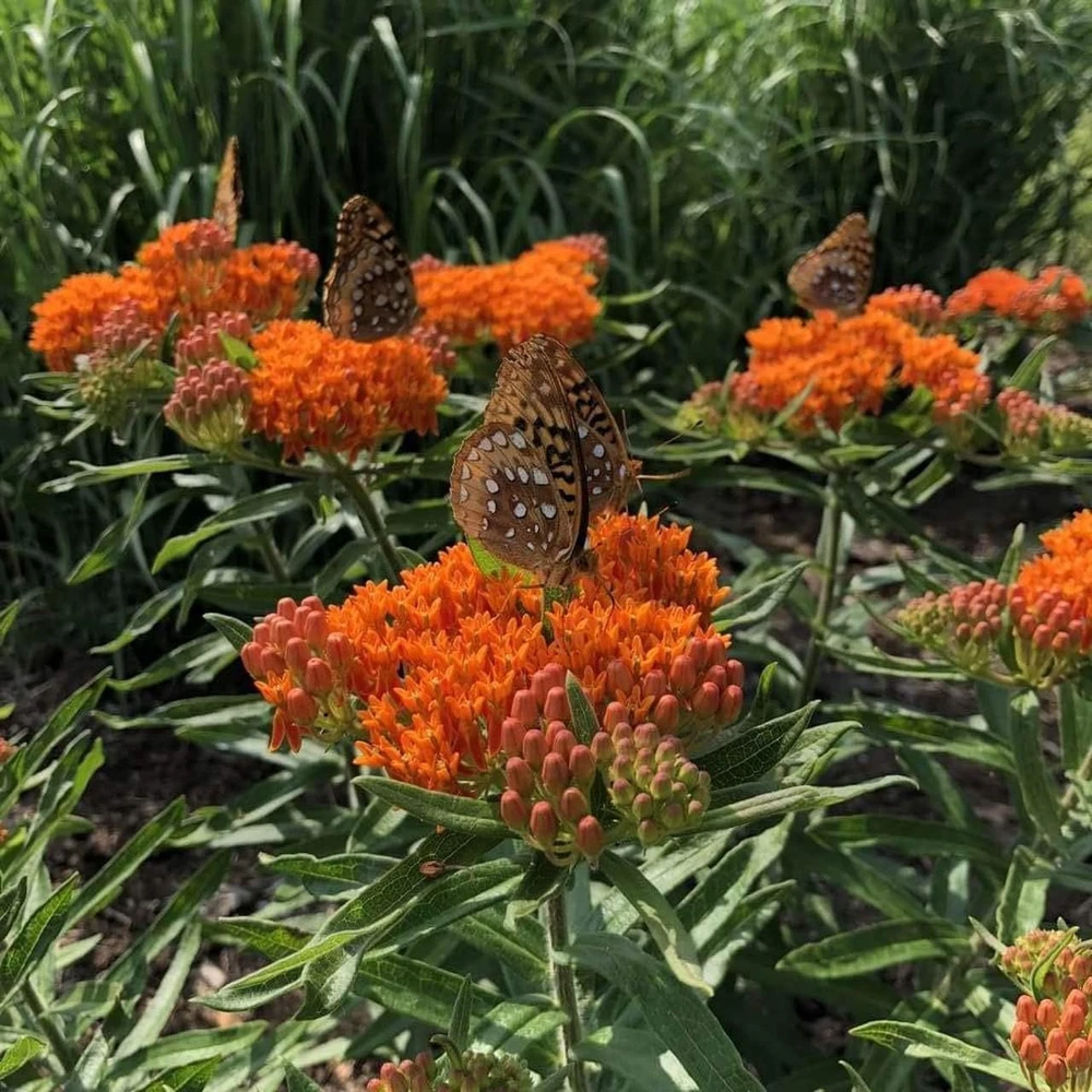 Orange Milkweed Live Plant - 2 Pack, Perennial for Butterflies, 3 ft Tall - Image 6