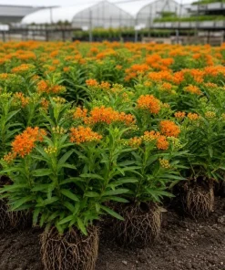 Orange Milkweed Live Plant 4-6 Inch Tall - Bright Flowering Perennial for Outdoor Garden - Image 2