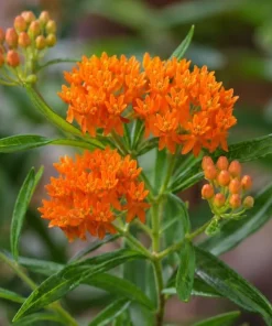 Orange Milkweed Live Plant 4-6 Inch Tall - Bright Flowering Perennial for Outdoor Garden - Image 4