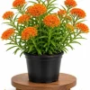 Orange Milkweed Live Plant 4-6 Inch Tall - Bright Flowering Perennial for Outdoor Garden - Image 1