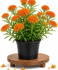 Orange Milkweed Live Plant 4-6 Inch Tall - Bright Flowering Perennial for Outdoor Garden - Image 1