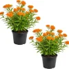 Orange Milkweed Live Plant Perennial 4-6 Inch Tall, Bright Flowering Garden Plant (2-Pack) - Image 1