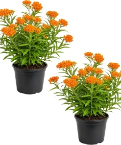 Orange Milkweed Live Plant Perennial 4-6 Inch Tall, Bright Flowering Garden Plant (2-Pack) - Image 1