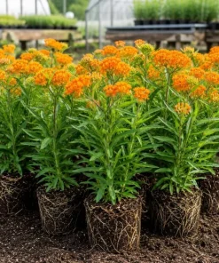 Orange Milkweed Live Plant Perennial 4-6 Inch Tall, Bright Flowering Garden Plant (2-Pack) - Image 2