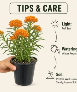 Orange Milkweed Live Plant Perennial 4-6 Inch Tall, Bright Flowering Garden Plant (2-Pack) - Image 4
