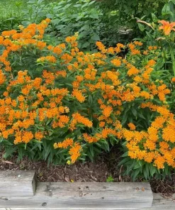 Orange Milkweed Live Plant Perennial 4-6 Inch Tall, Bright Flowering Garden Plant (2-Pack) - Image 6