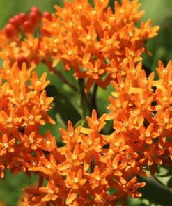 Orange Milkweed Live Plant Set, Asclepias Tuberosa, 4-8 Inch Tall, No Pot - Image 3