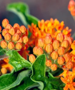 Orange Milkweed Live Plant Set, Asclepias Tuberosa, 4-8 Inch Tall, No Pot - Image 4