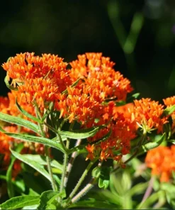 Orange Milkweed Live Plant Set, Asclepias Tuberosa, 4-8 Inch Tall, No Pot - Image 6