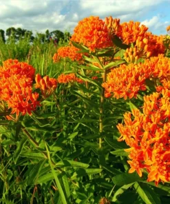 Orange Milkweed Live Plant Set, Asclepias Tuberosa, 4-8 Inch Tall, No Pot - Image 7